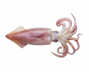 الروبيان أو الجمبري (copy)