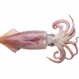 الروبيان أو الجمبري (copy)