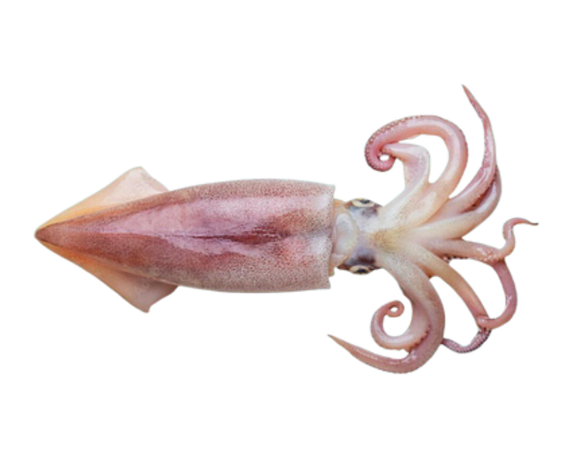 الروبيان أو الجمبري (copy)