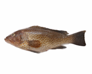 سمكة هامور سمانة