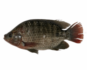 سمكة البلطي