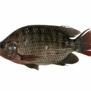 سمكة البلطي