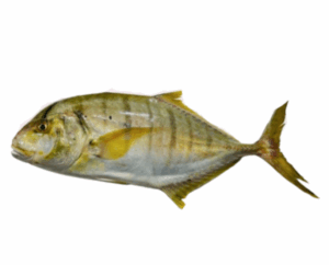 سمكة البلطي (copy)