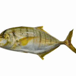 سمكة البلطي (copy)