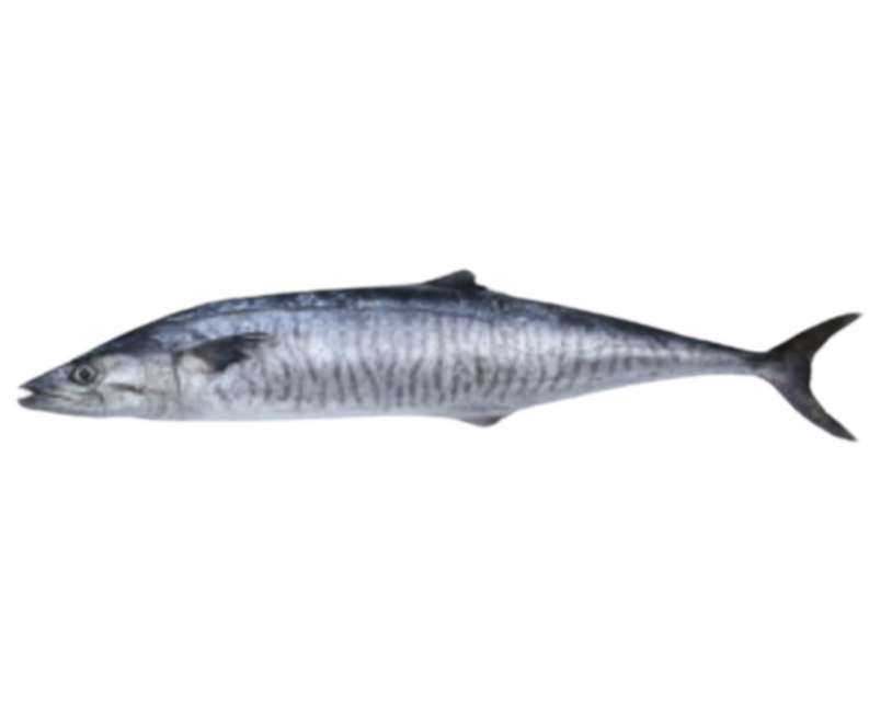 سمكة ربيب (copy)