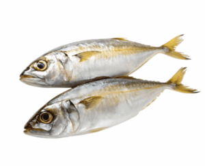 سمك الكنعد (copy)