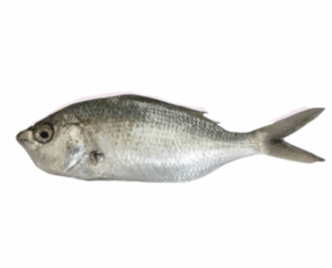 سمك الكنعد (copy)