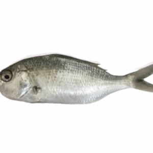 سمك الكنعد (copy)