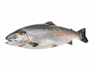 سمكة البدح (copy)