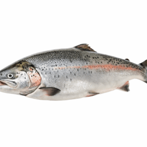 سمكة البدح (copy)